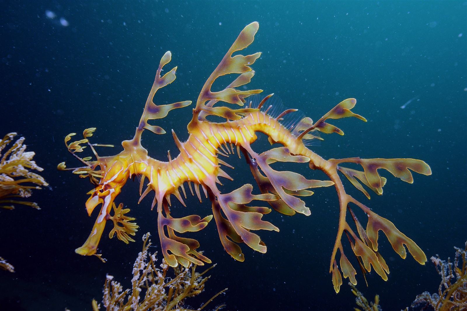 Close view of a leafy sea dragon showing its long snout and leaf-like lobes
