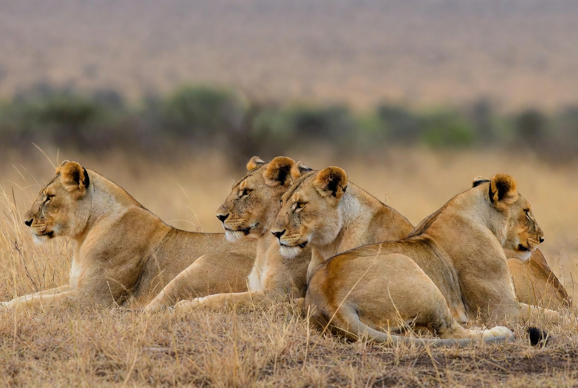 A lion in profile showing its full mane