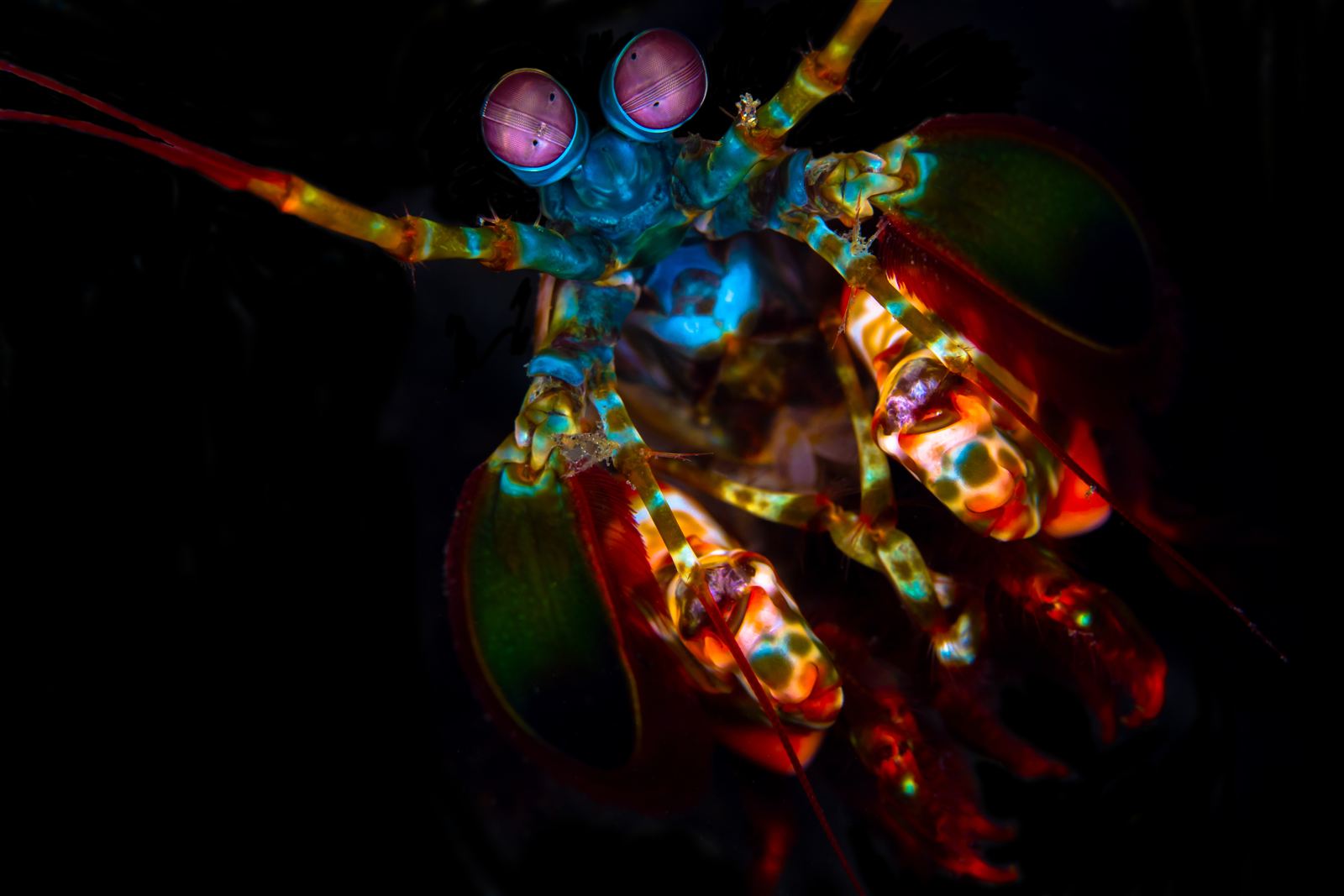 Mantis Shrimp - Mantis Shrimp Vision