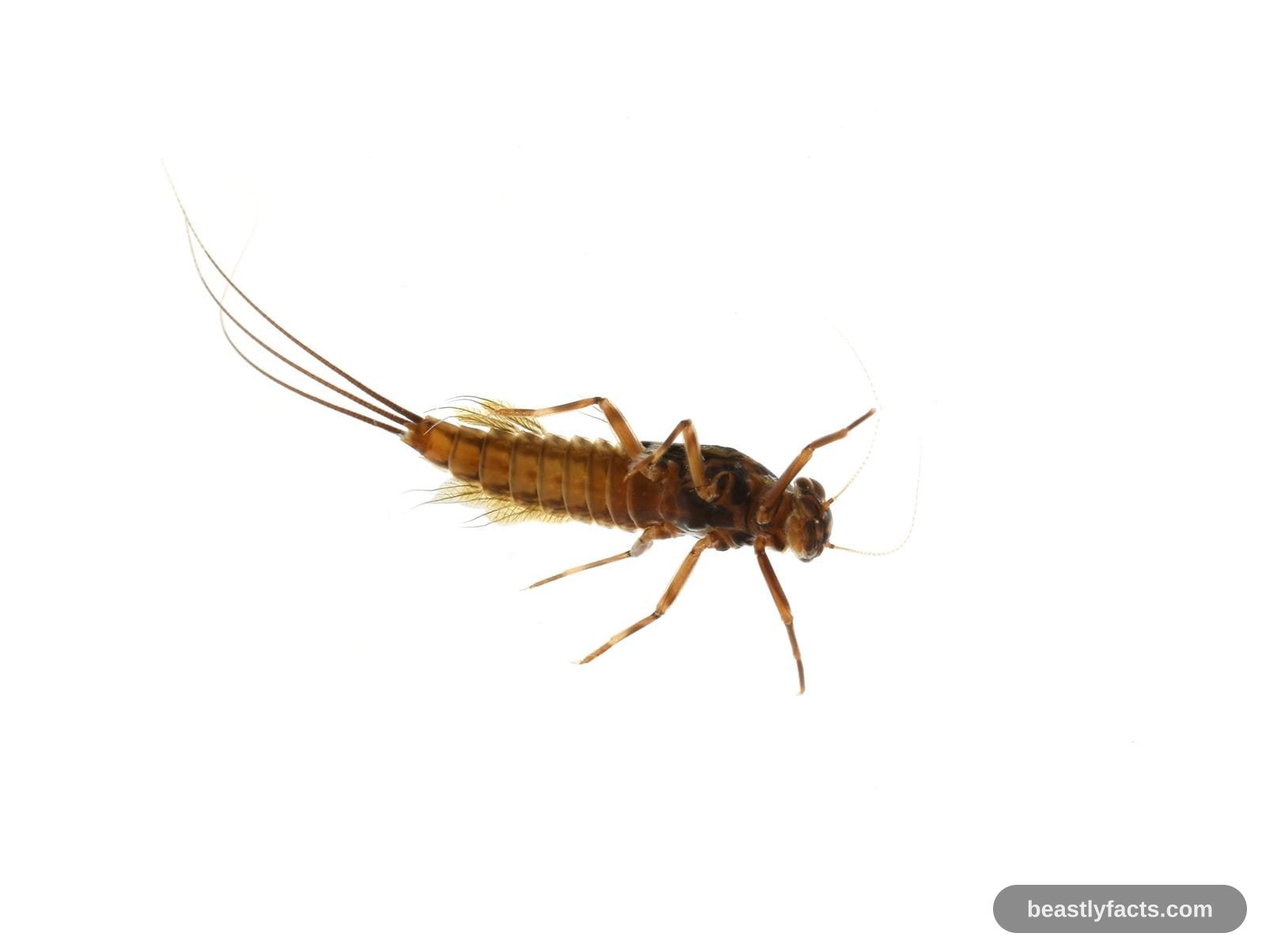 Mayfly - Butterfly Birthdays