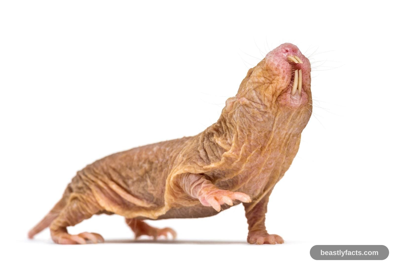 Naked Mole Rat - Cancer-Proof and Cold-Blooded
