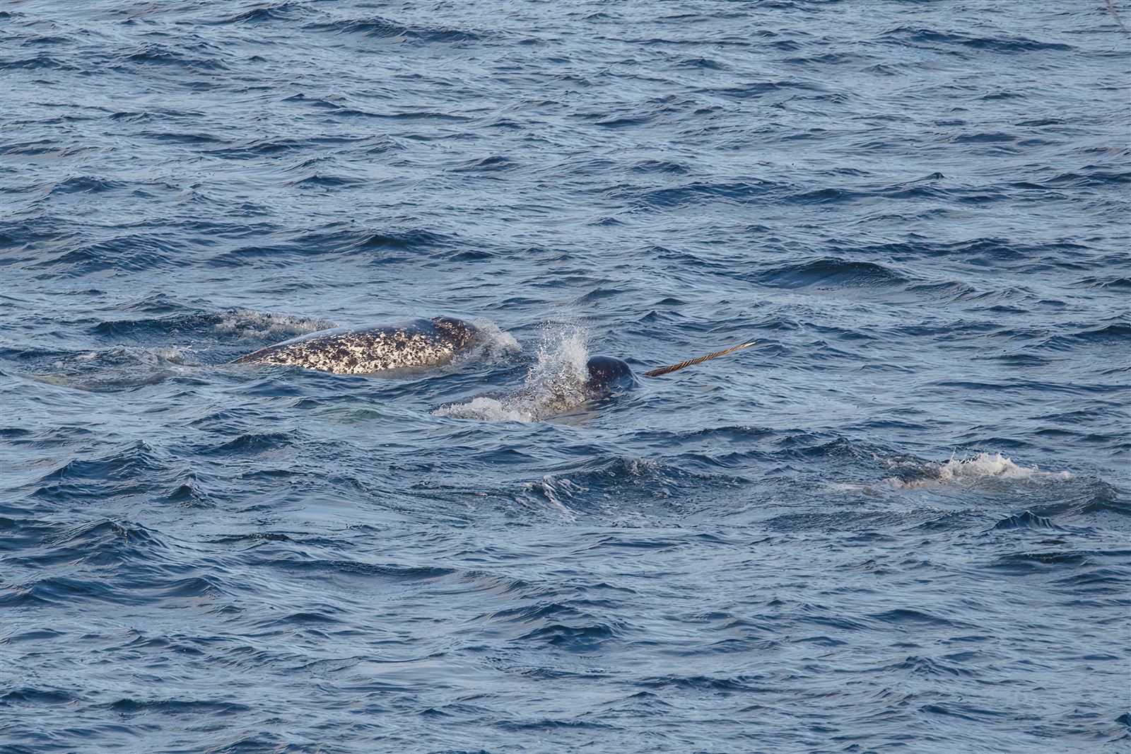 Narwhal - Unicorn of the Sea