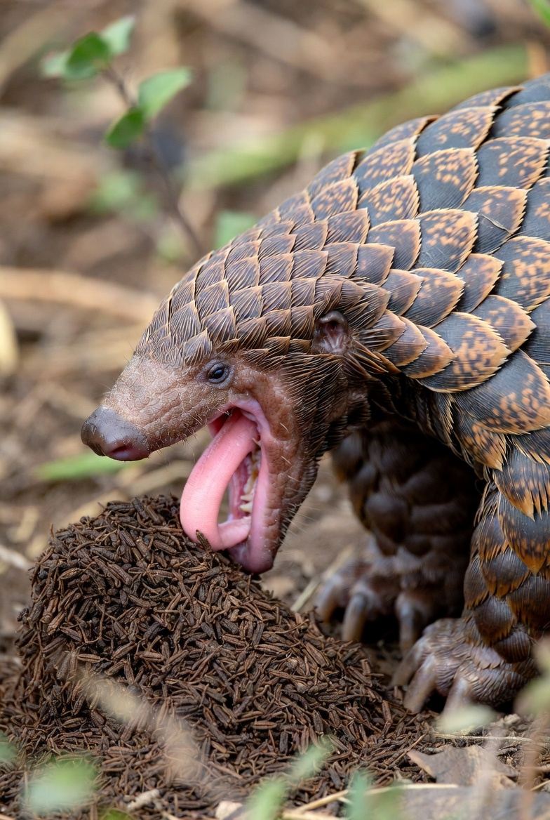 A pangolin with its scaled tail curled beside its body
