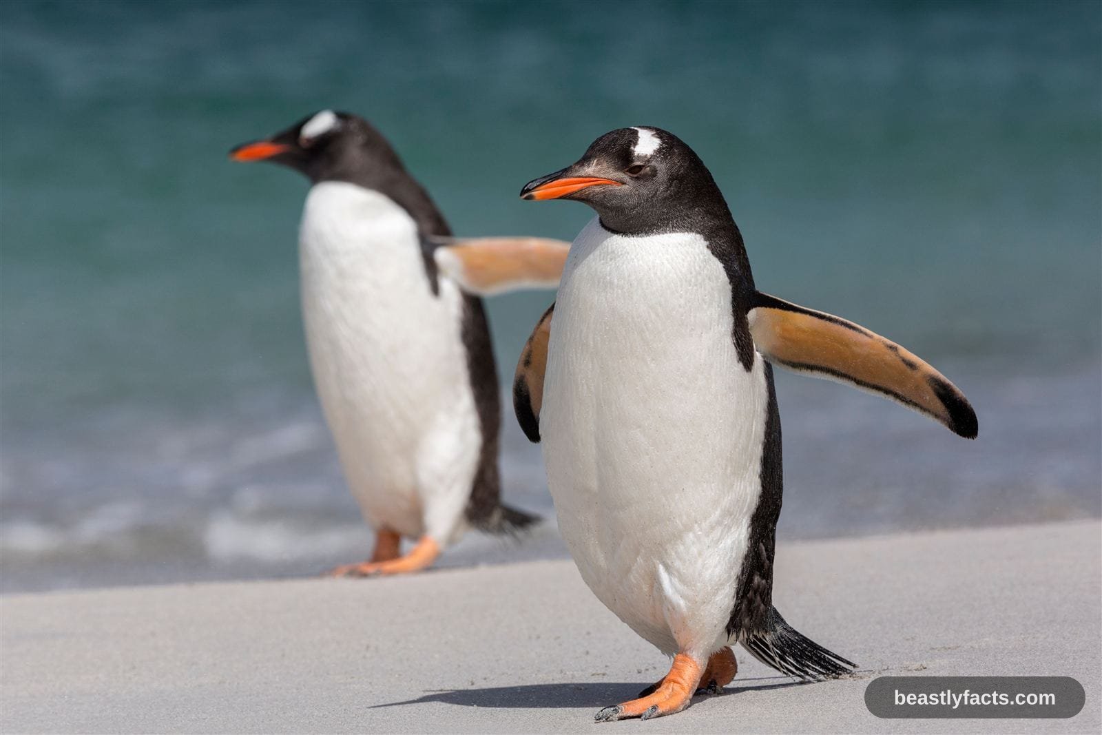 Gentoo and Adélie Penguin - Pebble-Proposing Love Birds