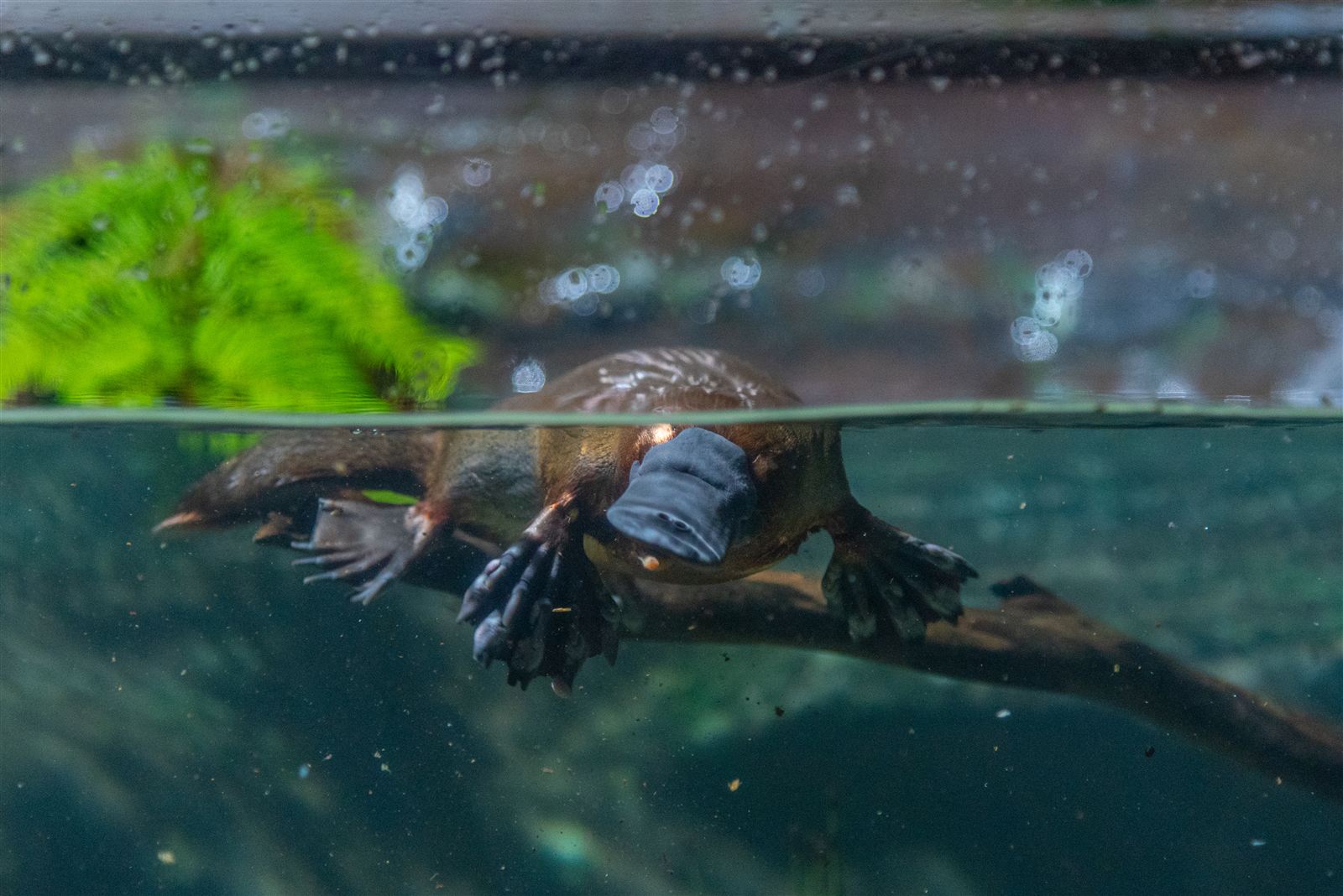 Platypus - Egg-Laying Mammal