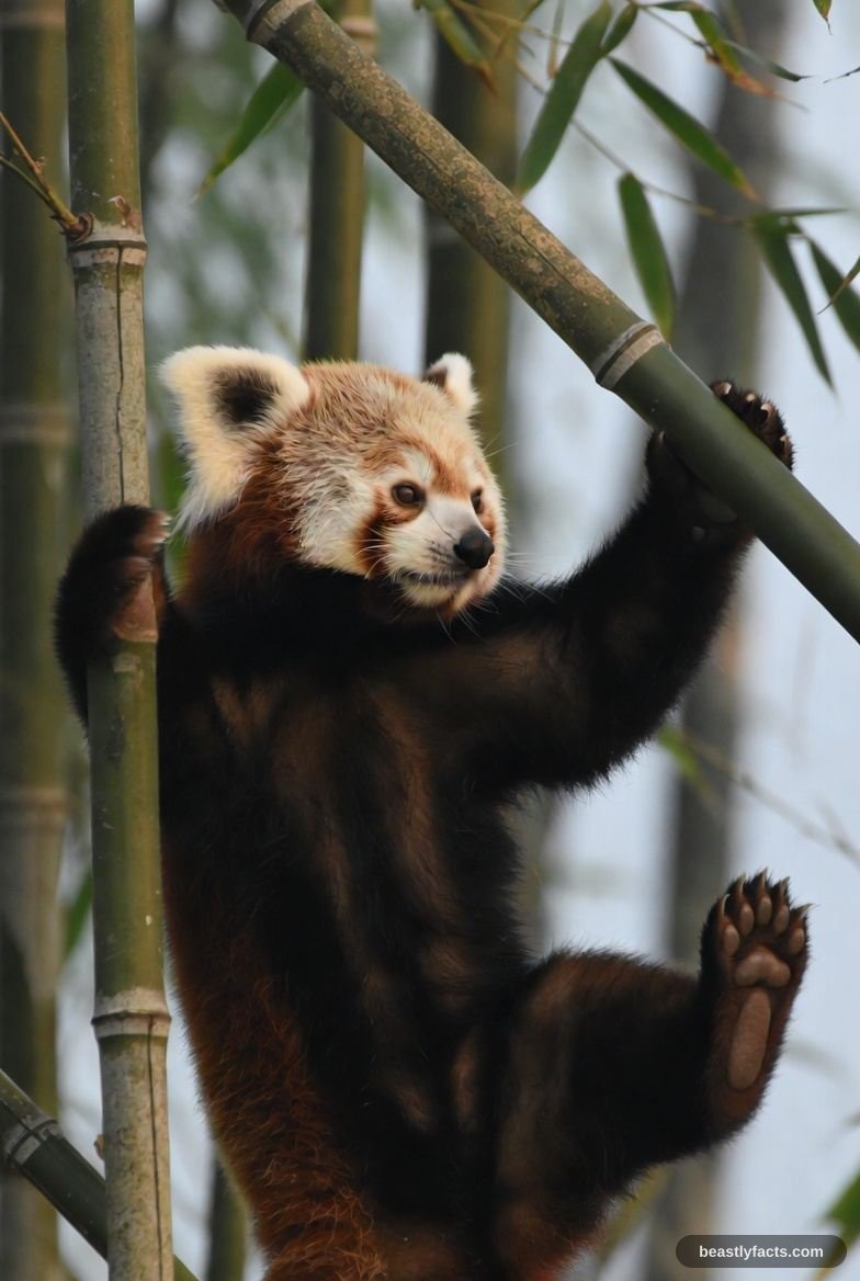 Red Panda - A Thumb That Isn't a Thumb