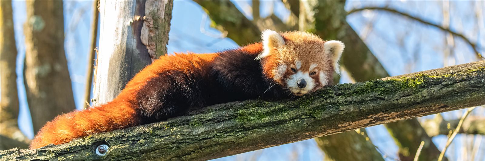 Red Panda - Not-So-Related Pandas
