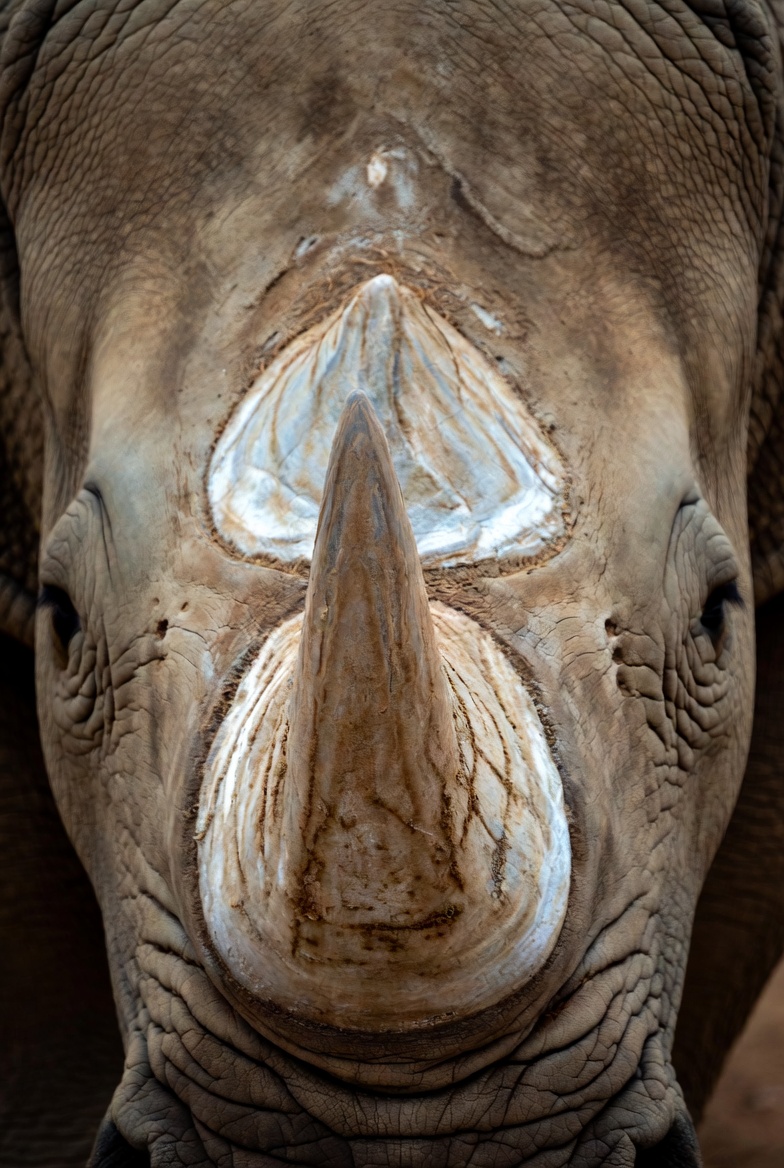 A rhinoceros head in profile showing the horn and small eye