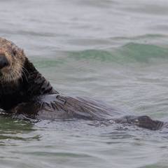 Sea Otter, Sea Otter Hand-Holding