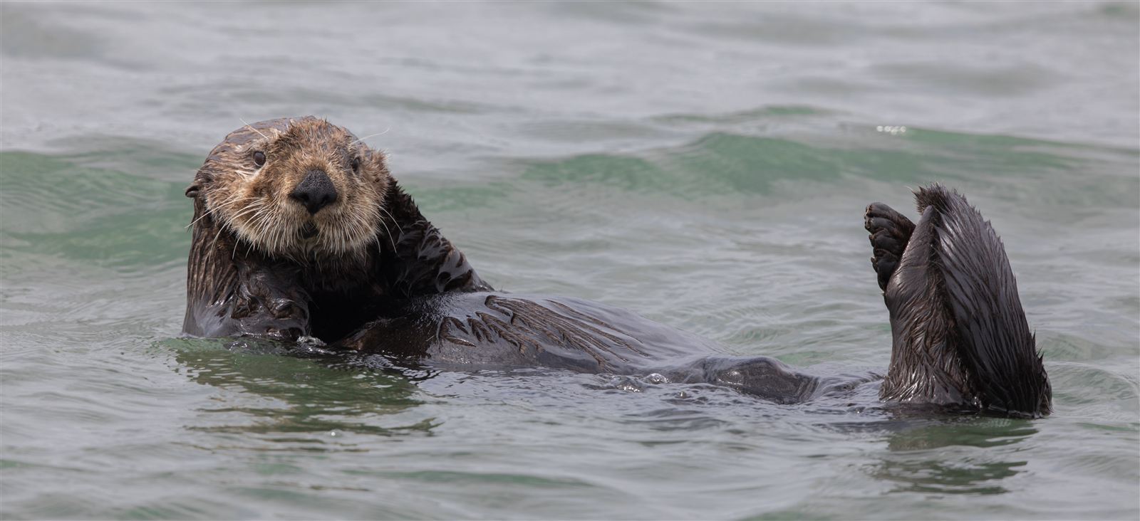 Sea Otter - Sea Otter Hand-Holding