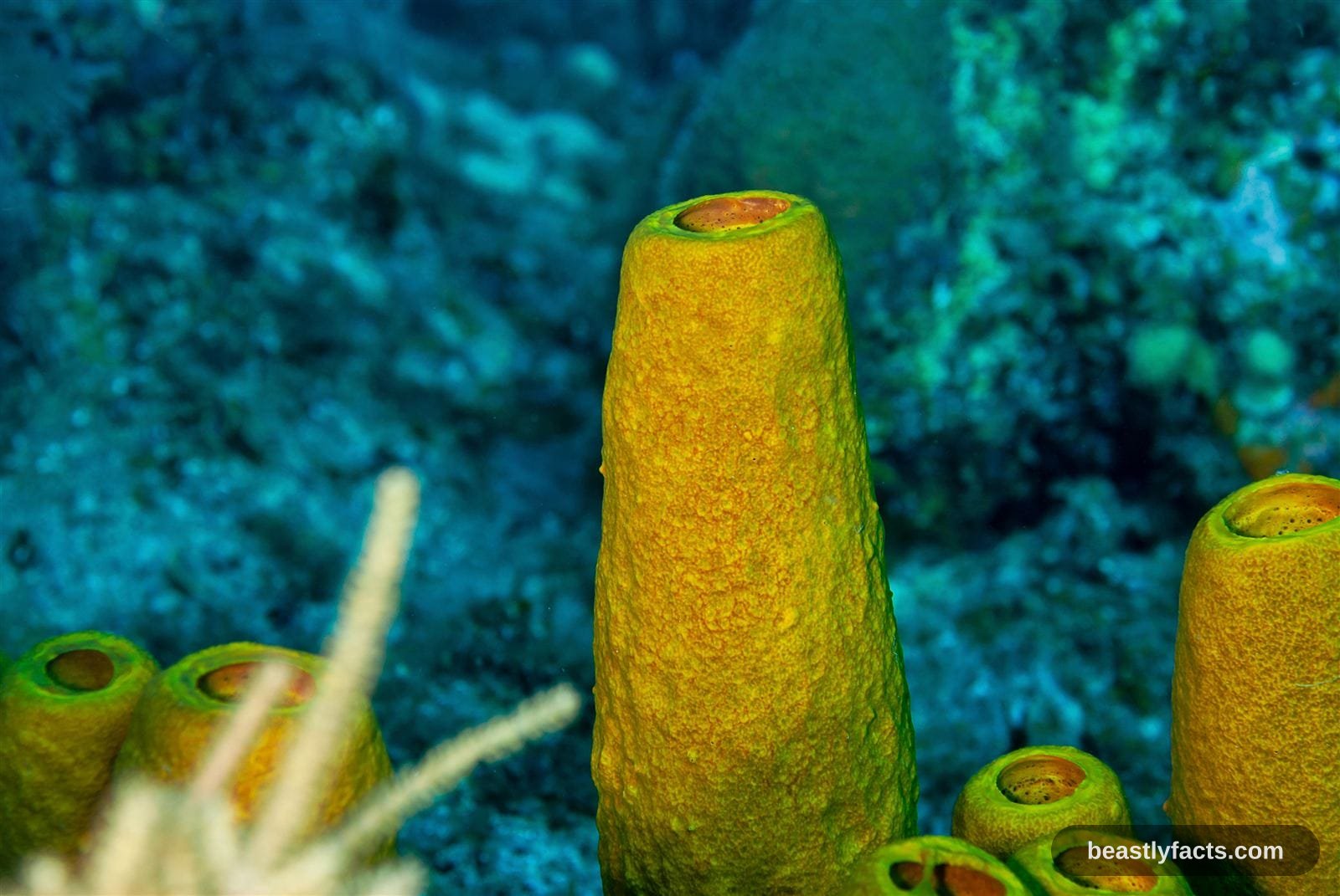 Sea Sponge - Surprising Sea Sponges