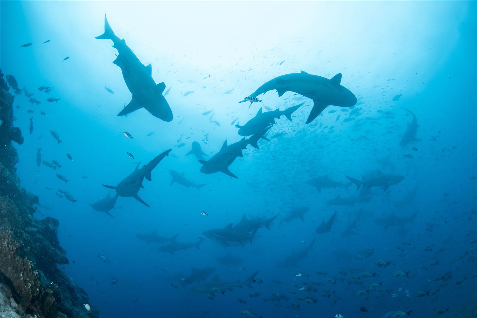 A shark swimming in clear water showing its dorsal fin and gill slits