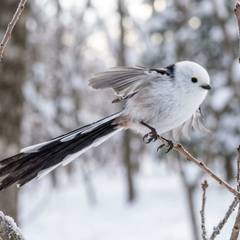 Shima Enaga - Half Bird, Half Tail