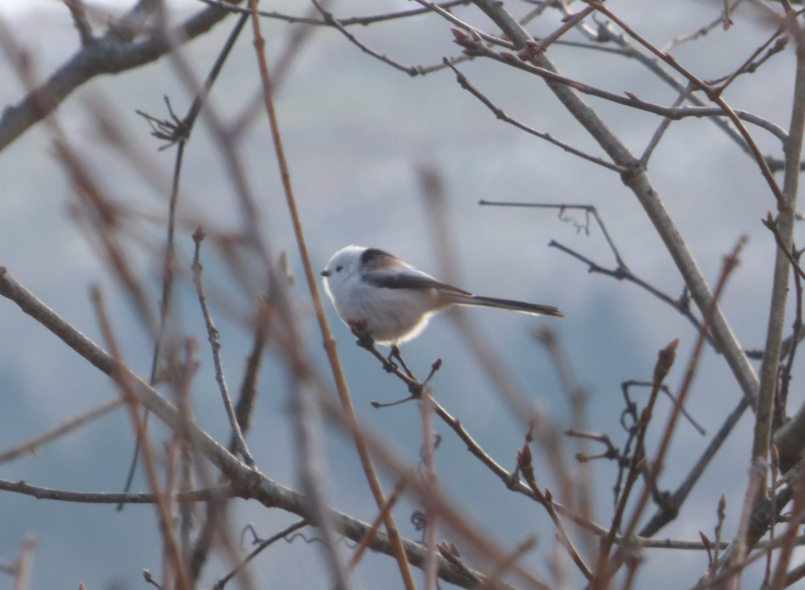 A shima enaga perched among bare winter twigs, showing its white face and dark wing markings