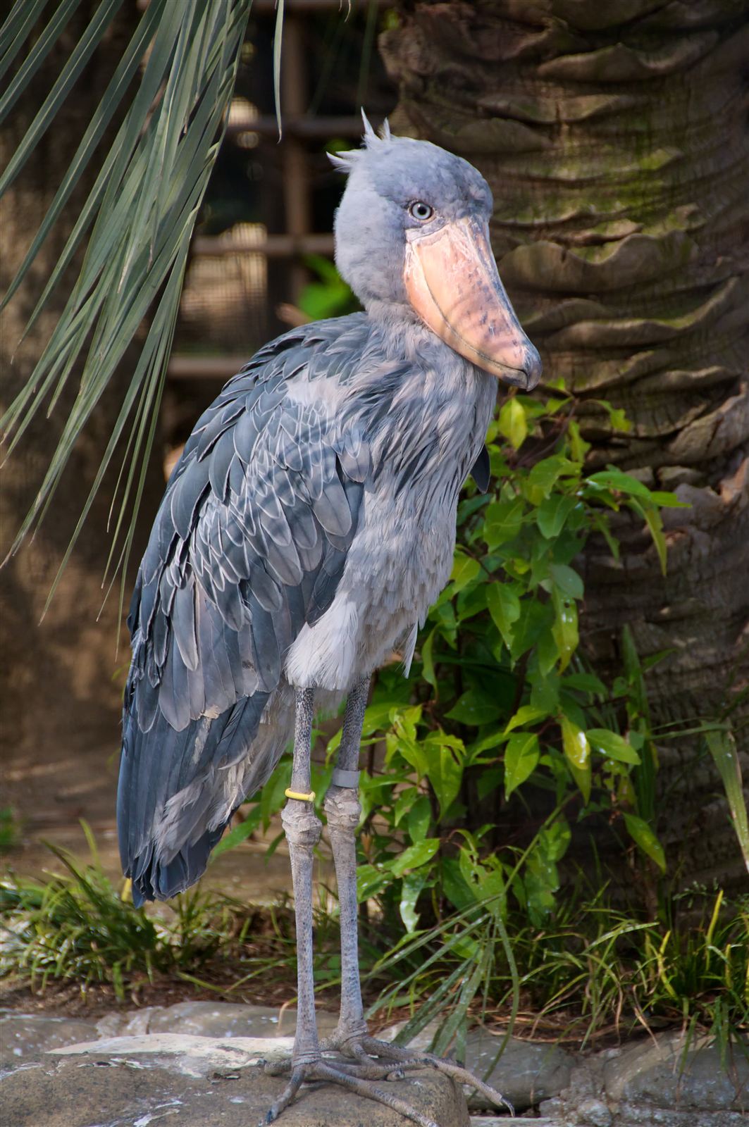 Close view of a shoebill showing the hooked tip of its huge bill and pale eye