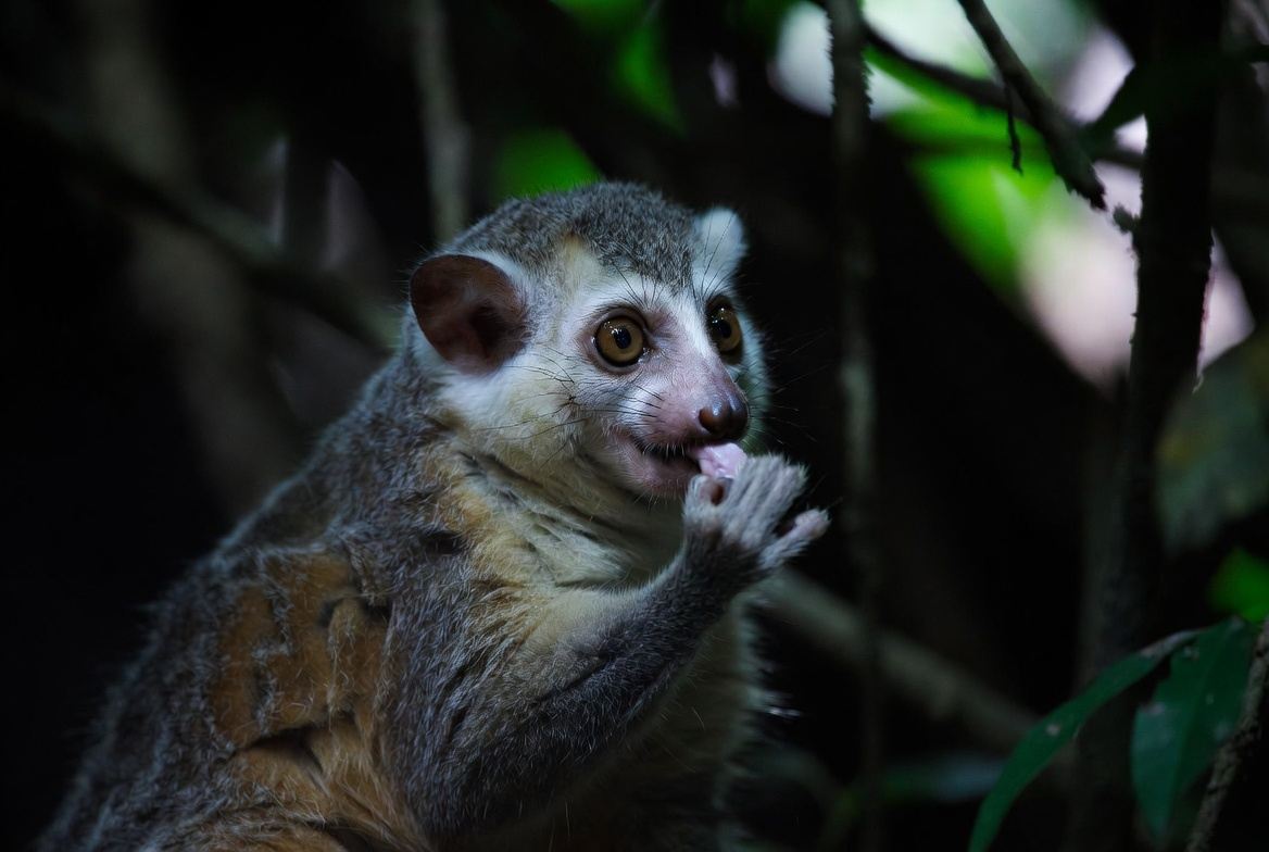 A slow loris clinging to a branch showing its large forward-facing eyes