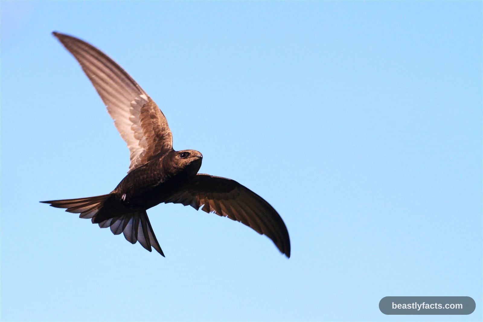 Swift - Sky-High Sleepers