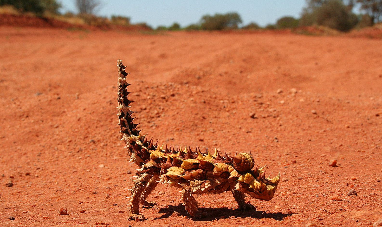 Close view of a thorny devil showing the spines along its back and the false head behind its neck
