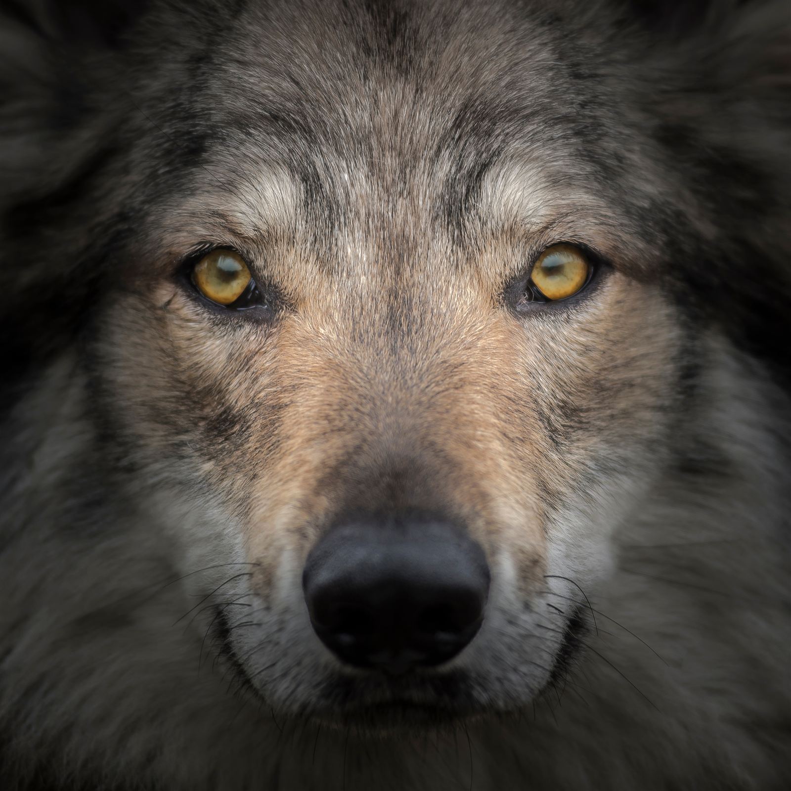 A grey wolf in profile with thick winter coat
