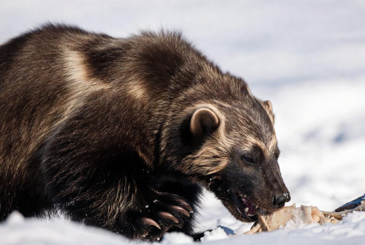 A wolverine in profile on snow showing its dense dark coat and pale flank stripe