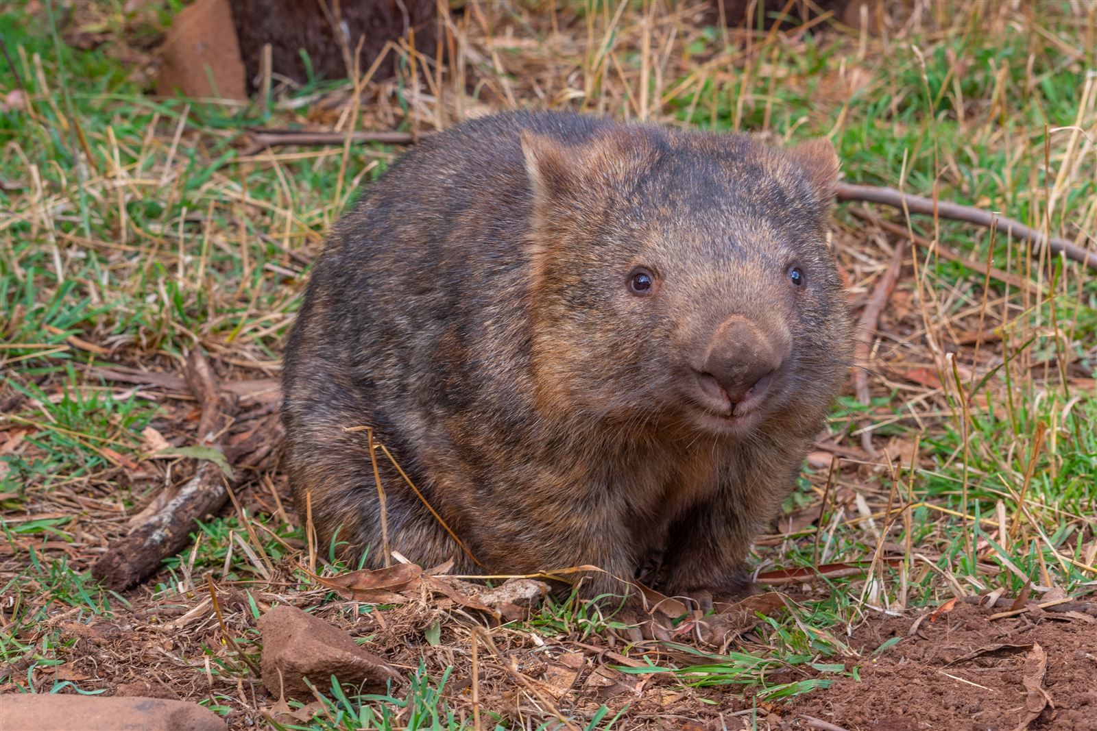 Wombat - Wombat Cube Poop