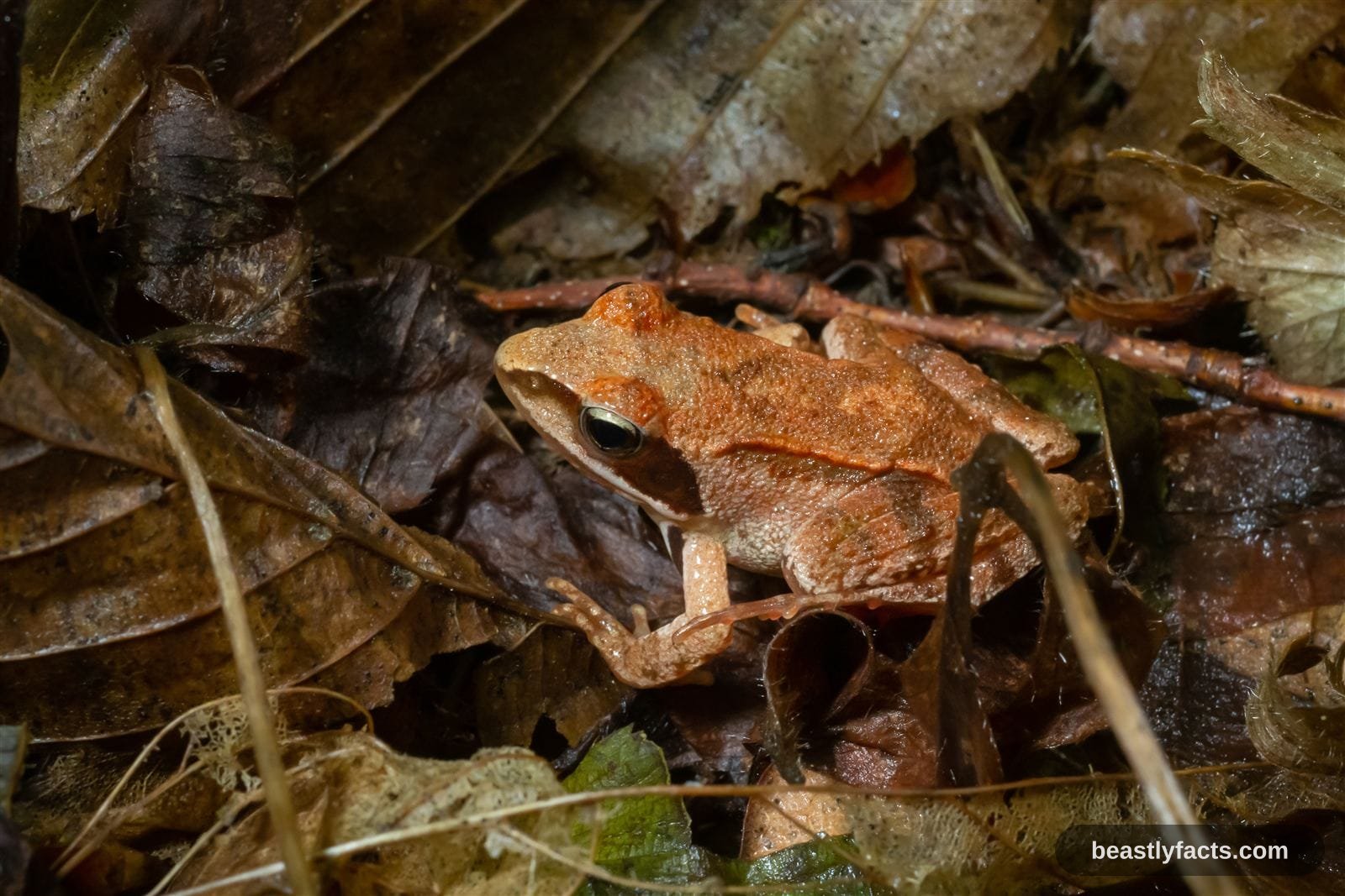 Wood Frog - Frozen But Alive