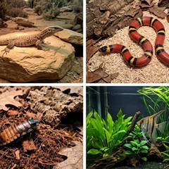 Ackie monitor, milk snake, Madagascar hissing cockroach, and angelfish shown side by side