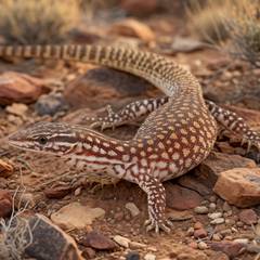 Ackie Monitor