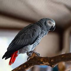 African grey parrot perched calmly, representing its captive-bred legal status