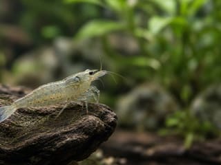 Amano Shrimp