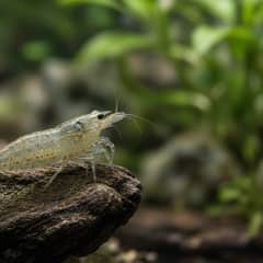 Amano Shrimp