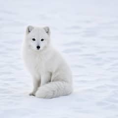 Arctic fox in white winter coat sitting on snow with its ears forward