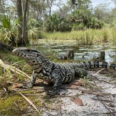 Argentine black and white tegu in Florida habitat
