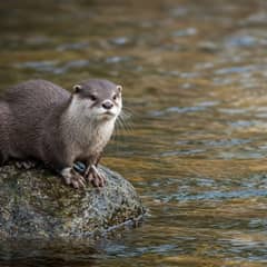 Asian small-clawed otter standing on a wet rock with its short-clawed front paws together and its whiskered face toward the camera
