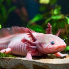 Pink axolotl in a planted aquarium, representing its state-by-state legal status