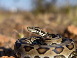 Ball Python
