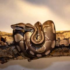 Ball python coiled in its enclosure