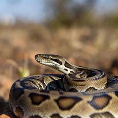 Ball Python