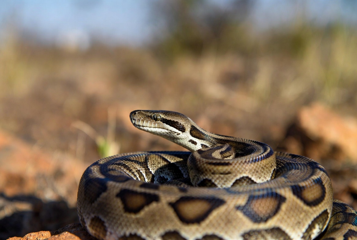 Ball Python
