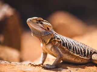 Bearded Dragon