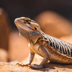 Bearded Dragon