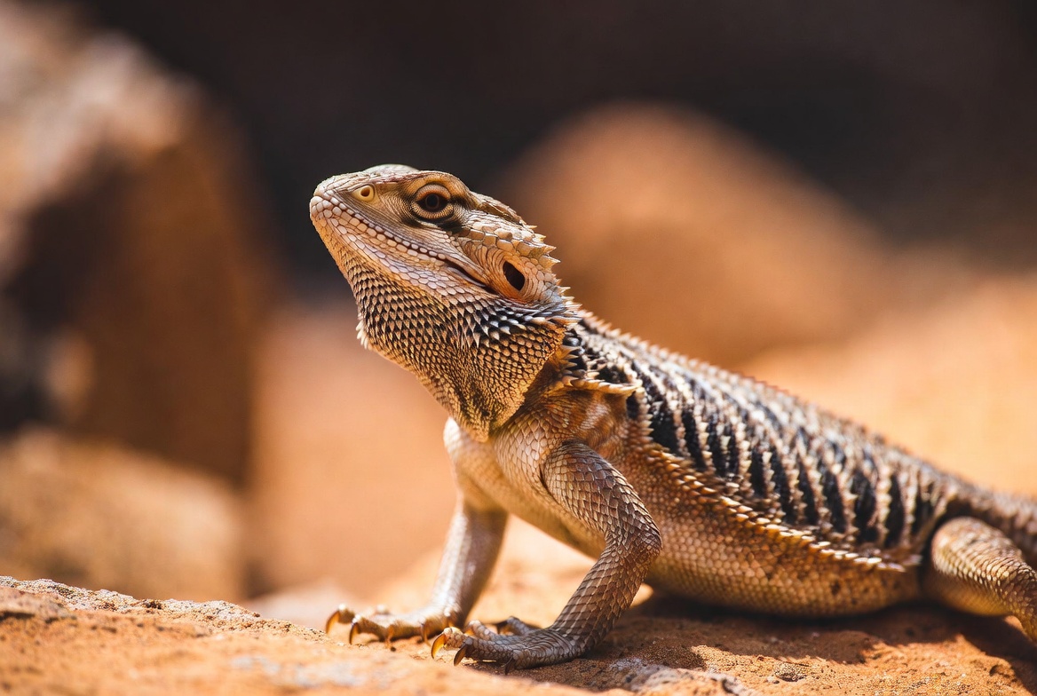 Bearded Dragon