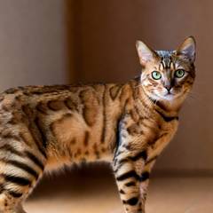 Bengal cat with rosetted coat standing alert on a wooden floor