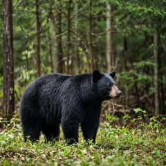 American black bear standing in a clearing with its black coat, rounded ears and pale muzzle in clear view