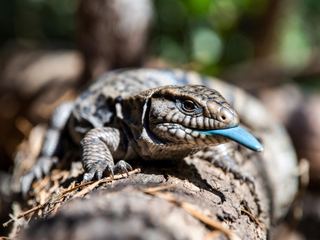 Blue Tongue Skink