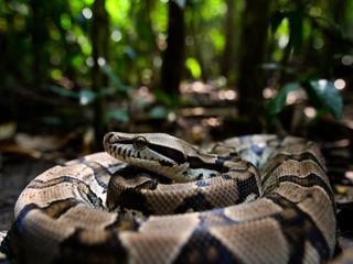 Boa Constrictor