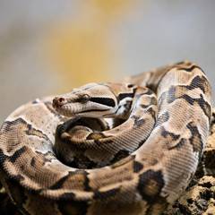 Boa constrictor coiled, representing its legal status across US states
