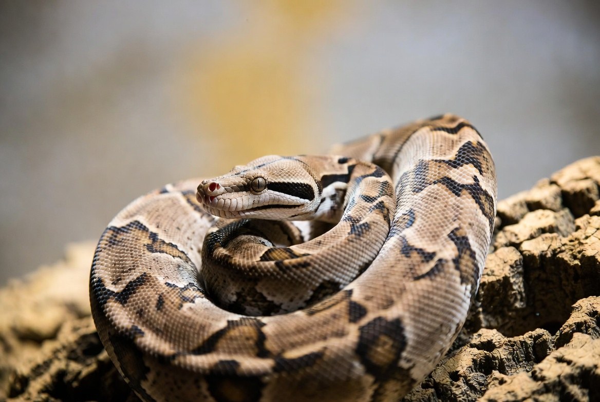 Boa constrictor coiled, representing its legal status across US states