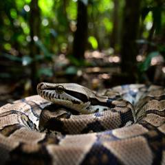 Boa Constrictor