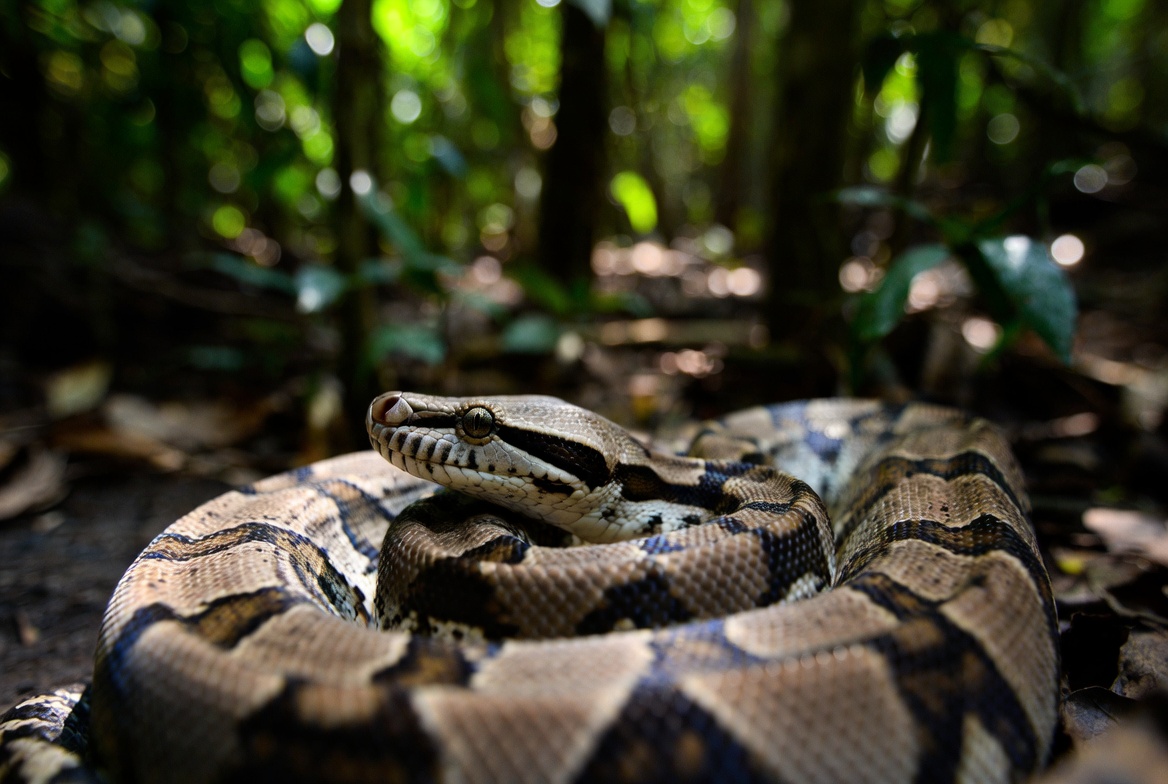 Boa Constrictor